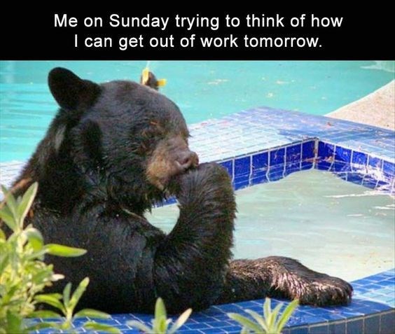 bear monday meme