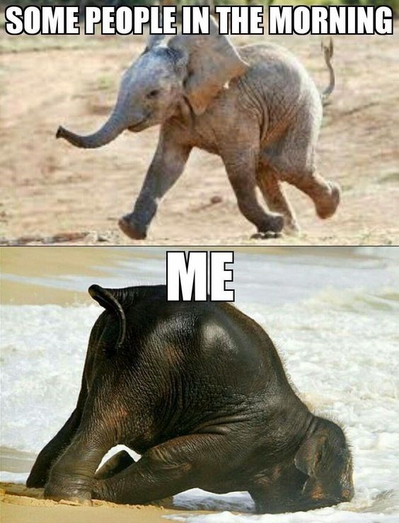 elephant monday meme