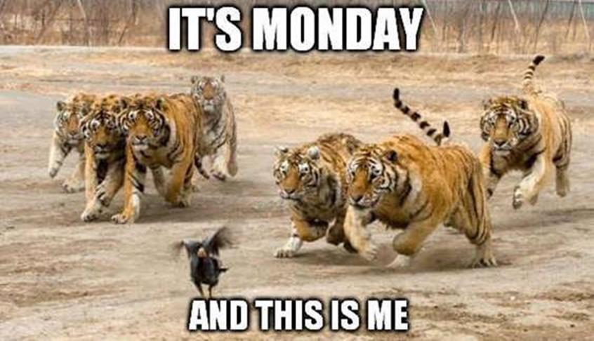 monday memes