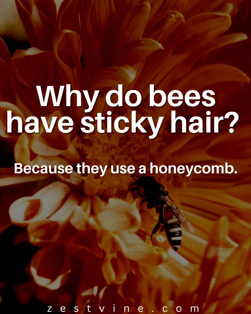 Best Dad Jokes for adults