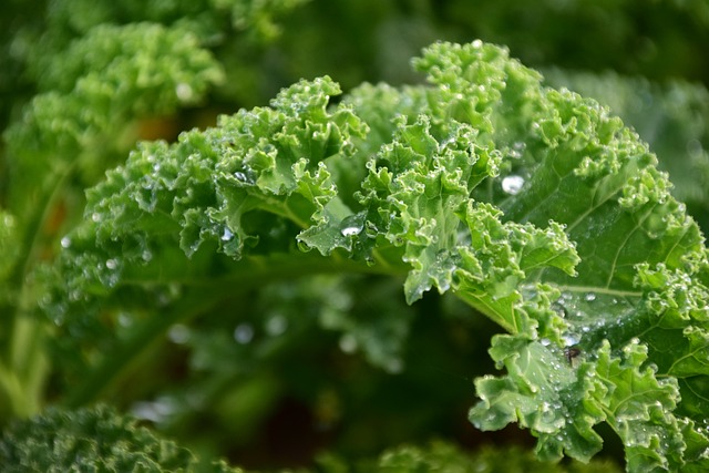 kale for Healthy Heart